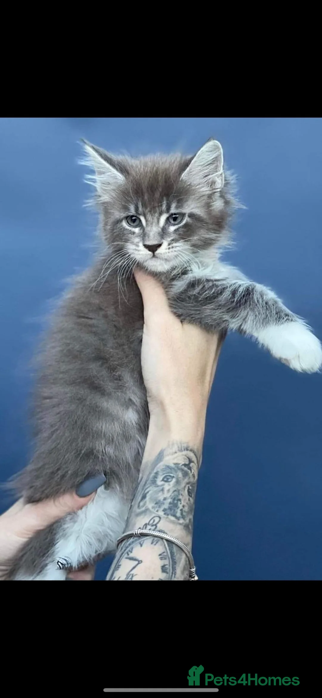 Maine Coon cats for stud: Dual registered Champion winner Maine coon stud in Manningtree - Advert 13