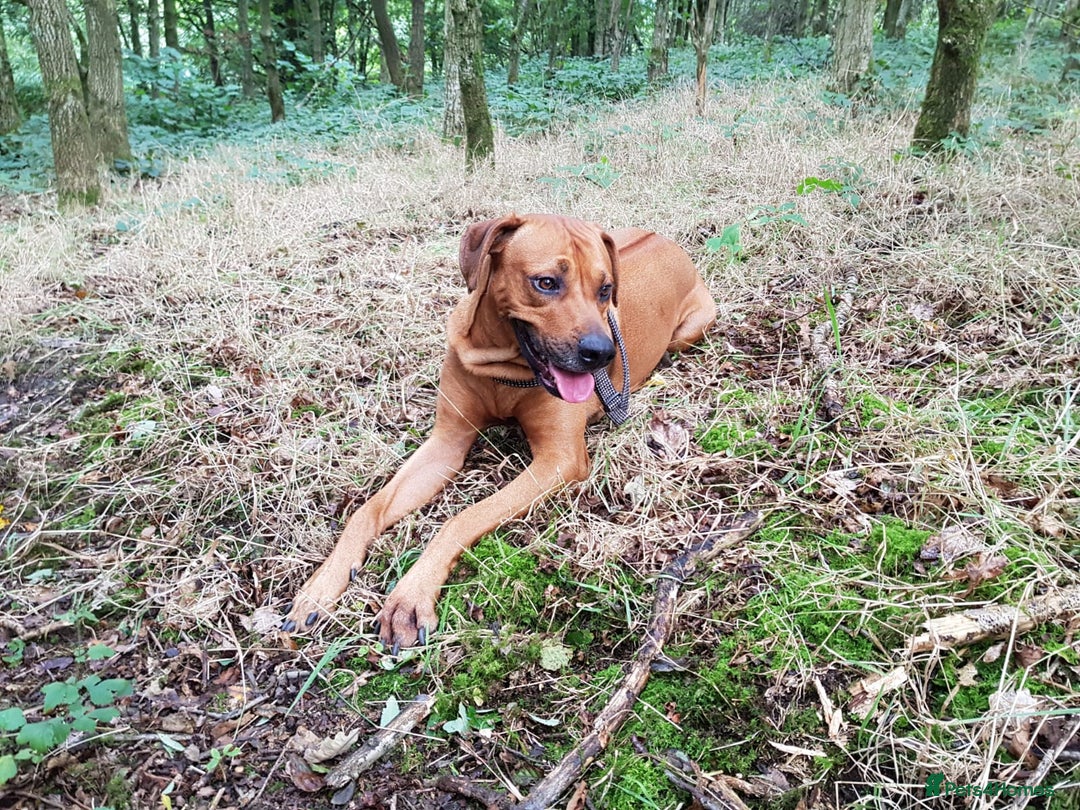 Rhodesian Ridgeback dogs for sale: 🦁KC RHODESIAN RIDGEBACKS PUPPIES🦁  - Image 2