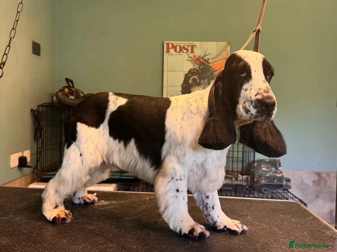 Cocker Spaniel dogs for sale: KC registered, health tested, show type puppies  - Advert 10