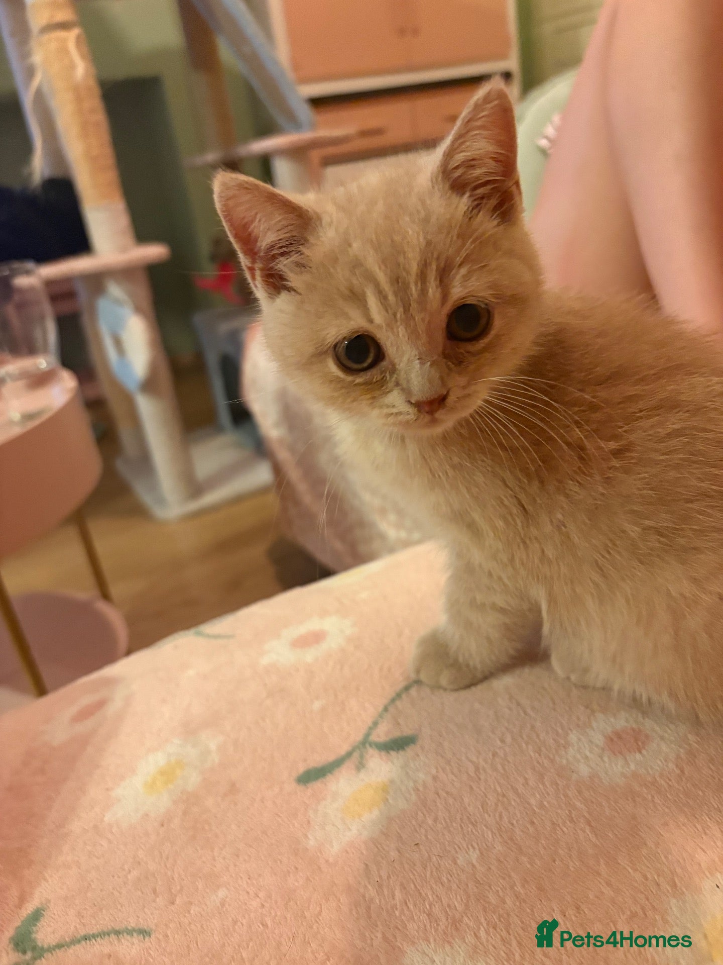 British Shorthair cats Muffin - Male Solid cream British Shorthair - Advert 1