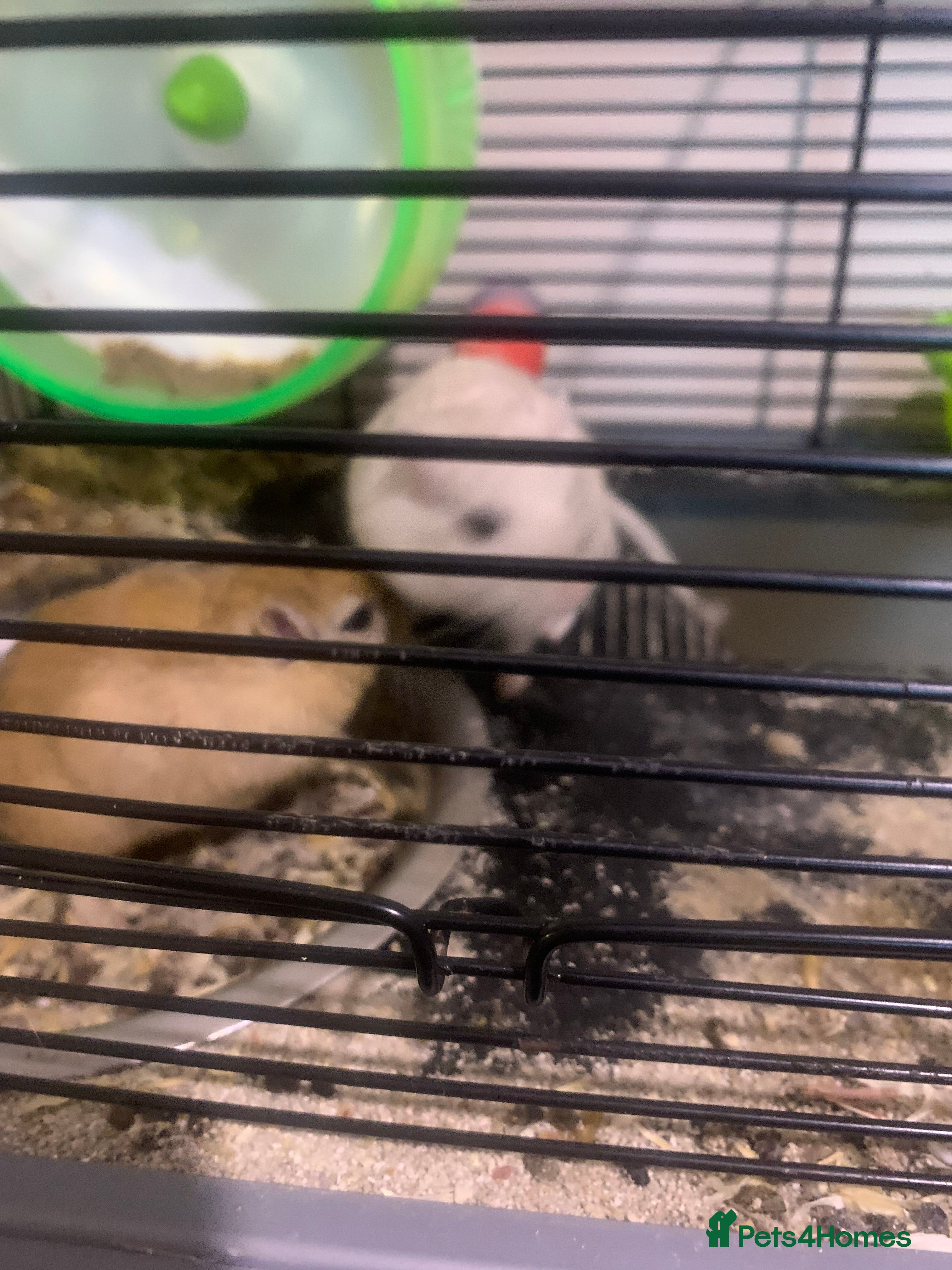 Gerbil rodents 3 male gerbils - Advert 5