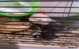Gerbil rodents for sale: 3 male gerbils - Image 1