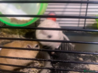 Gerbil rodents - Advert 2