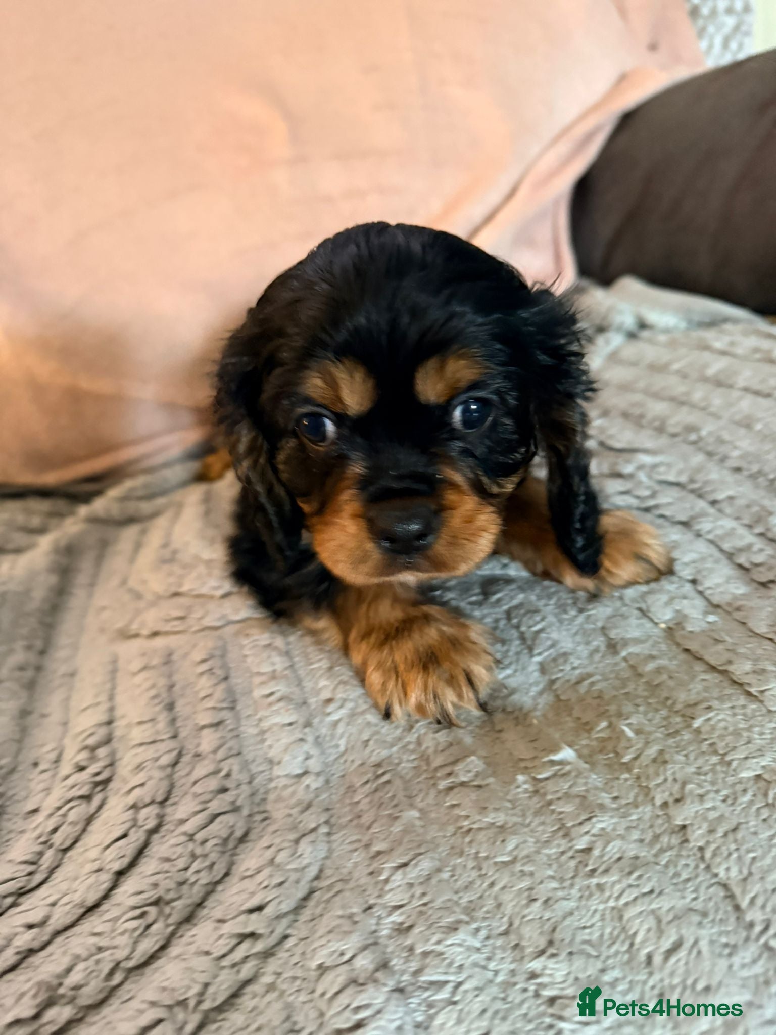 King Charles Spaniel dogs 1 lovely king Charles cavalier puppie - Advert 1