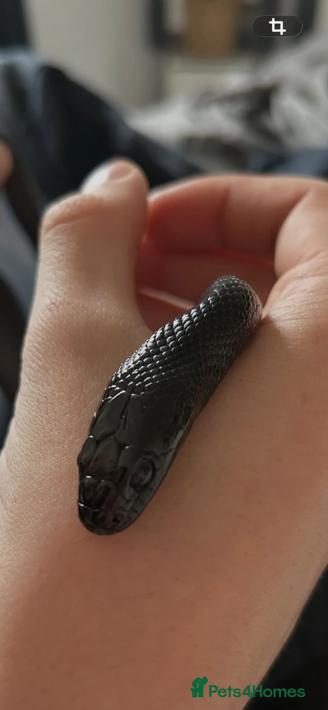 King Snake reptiles for sale: Black Mexican King Snake 🐍  in Southampton - Advert 2