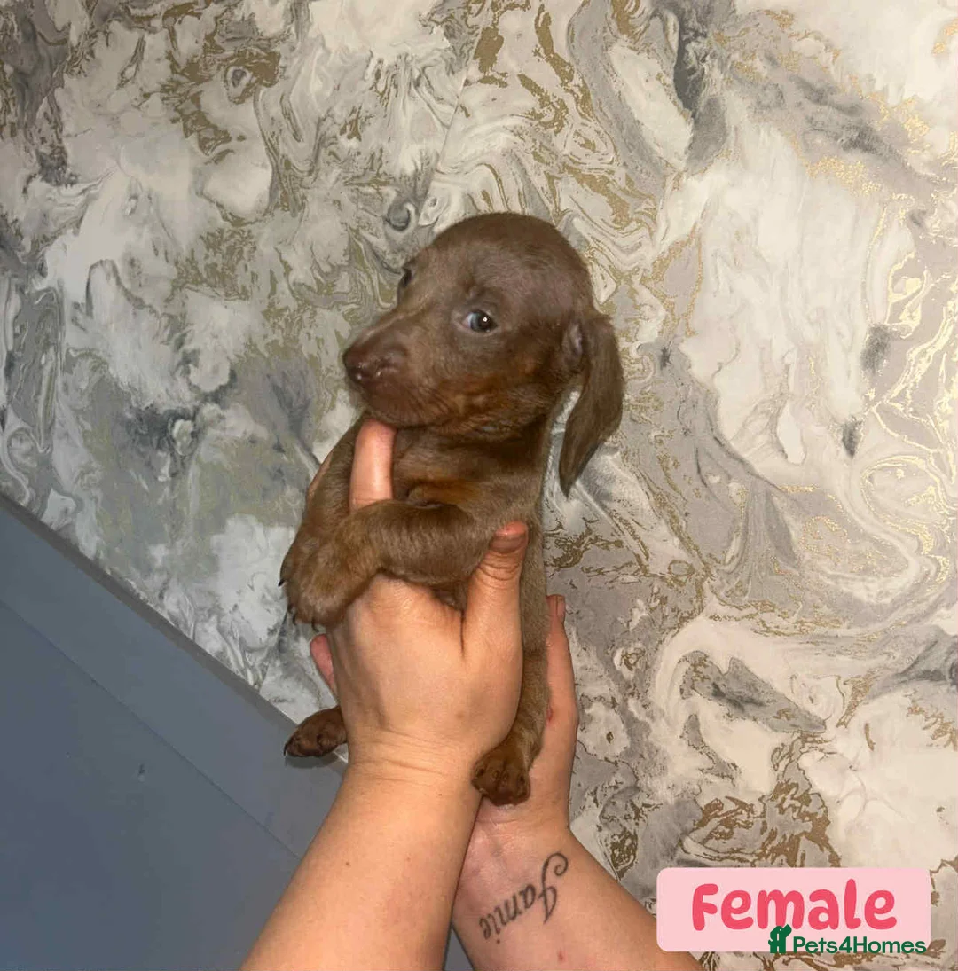 Miniature Dachshund dogs for sale: Minature Dachshund puppys  - Advert 18