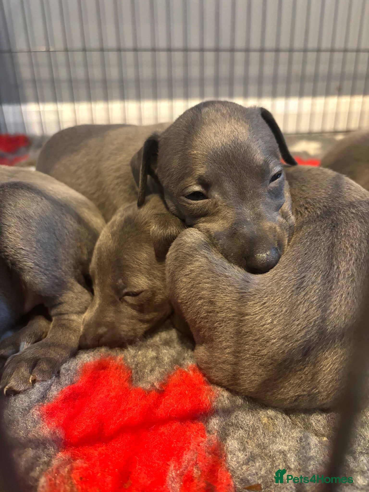 Whippet dogs Stunning Blue KC Reg Whippets Pups  - Advert 1
