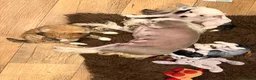 Chinese Crested dogs for sale: Chinese crested puppies - Advert 2