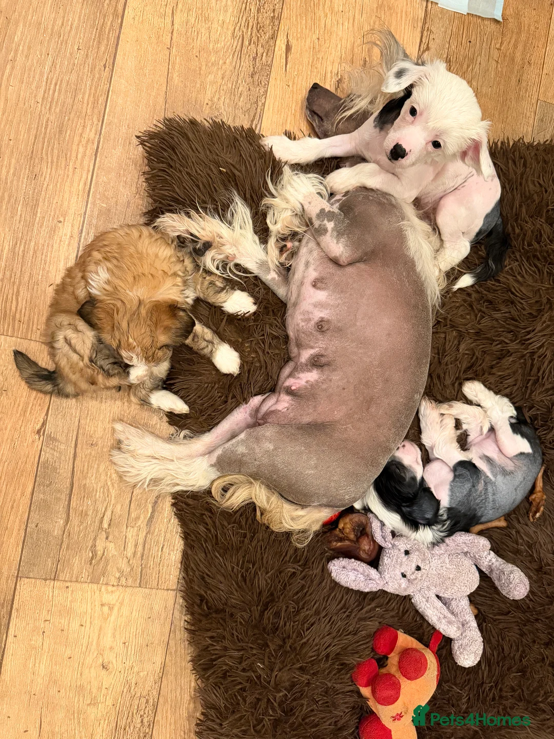 Chinese Crested dogs for sale: Chinese crested puppies - Advert 2