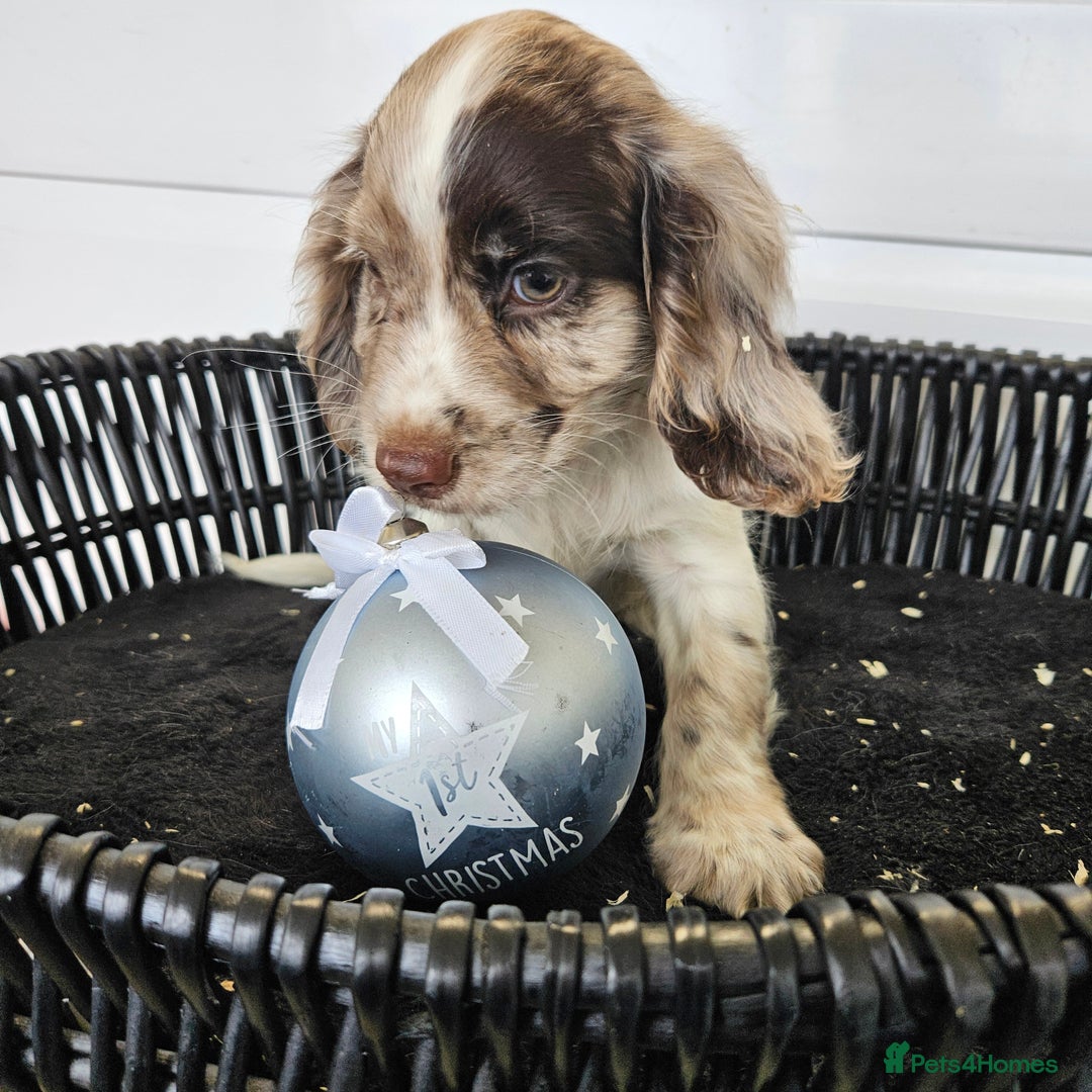 Cocker Spaniel dogs for sale: Working type rare marking cocker spaniels - Advert 31
