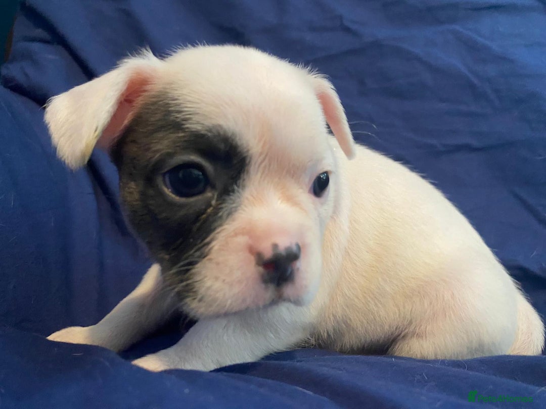 French Bulldog dogs for sale: 7 frenchies £500 to £800 each - Image 15