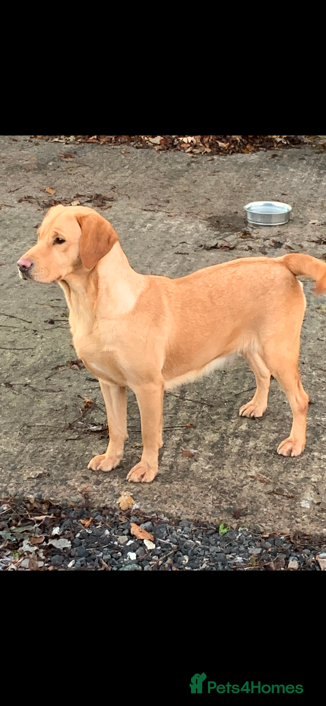 Labrador Retriever dogs for sale: Our Beutiful golden lab Roxy - Advert 2
