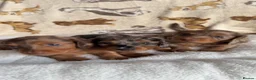 Miniature Dachshund dogs for sale: KC Reg Long Haired Dapple Mini Dachshunds - Advert 26