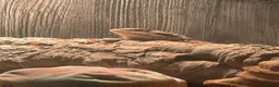 Bearded Dragon reptiles for sale: 9 month old bearded dragon in Neath - Advert 3