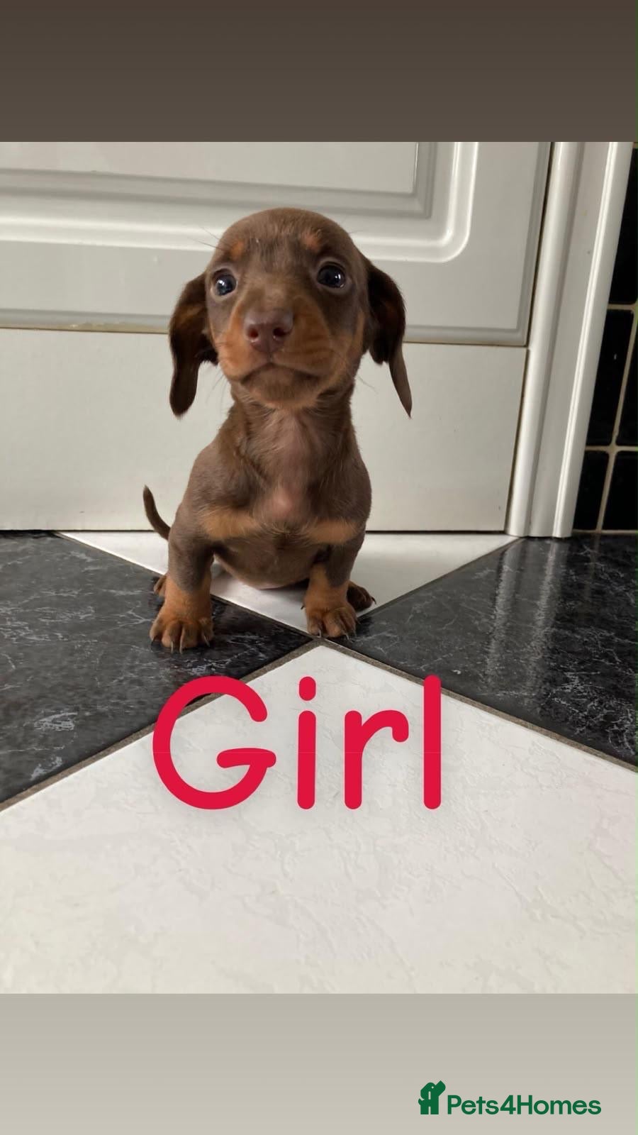 Miniature Dachshund dogs KC Registered Miniature Dachshund  - Advert 2