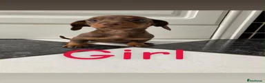 Miniature Dachshund 3