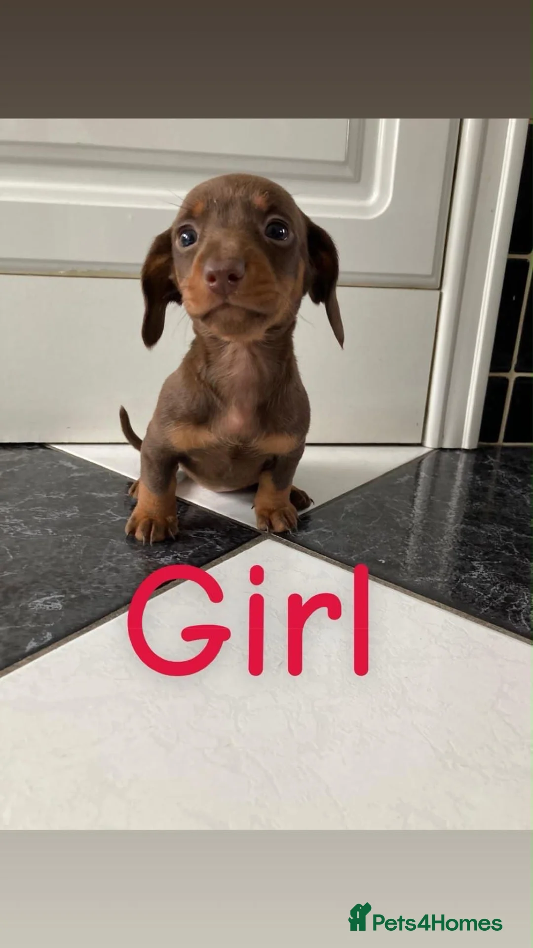 Miniature Dachshund dogs for sale: KC Registered Miniature Dachshund  - Advert 2