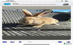 Continental Giant rabbits for sale: Continental giant  - Image 7
