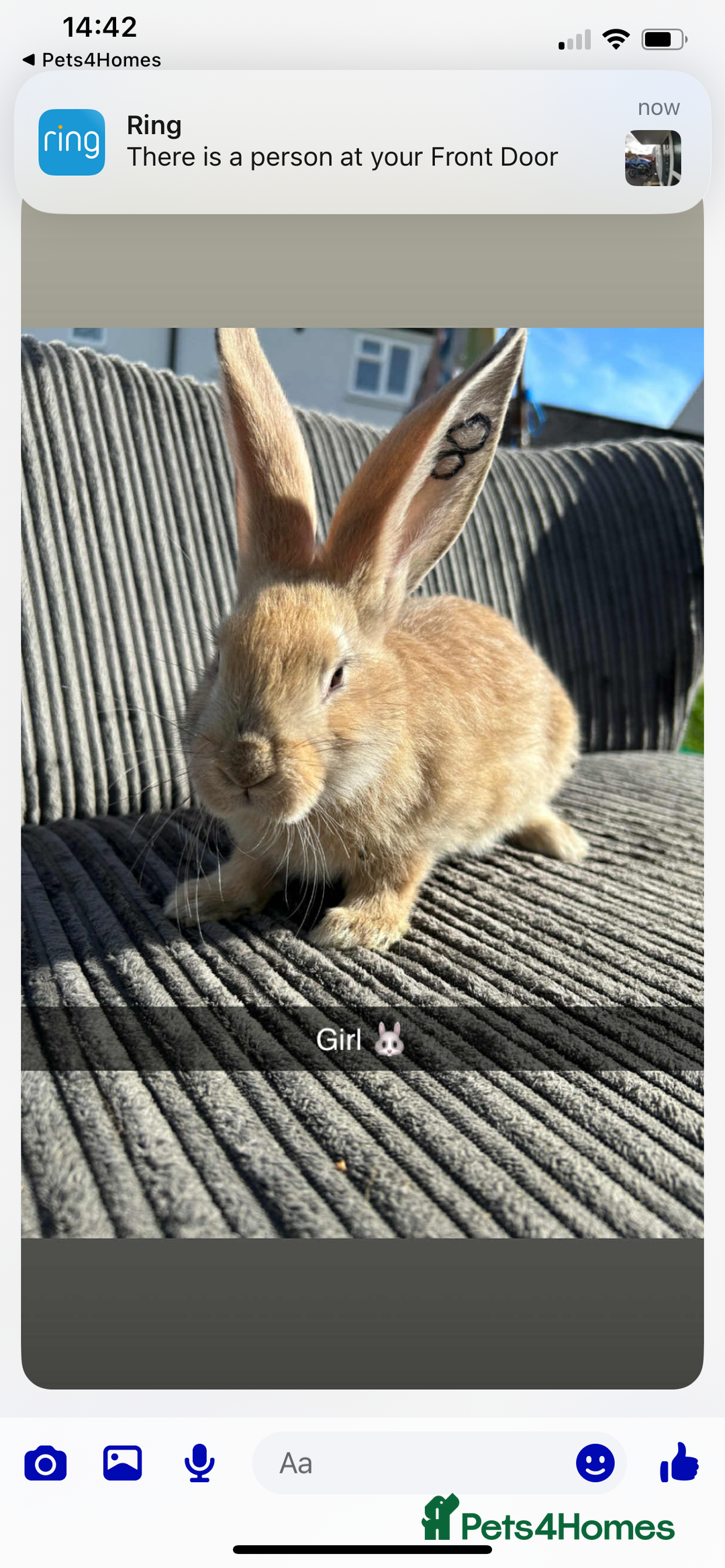 Continental Giant rabbits for sale: Continental giant  - Image 7