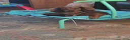 Dachshund dogs for sale: Female Long haired dachshund for sale in Tredegar - Advert 1