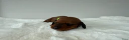 Dachshund dogs for sale: dachshund puppies For sale *1 BOY LEFT purplecol*  - Advert 22