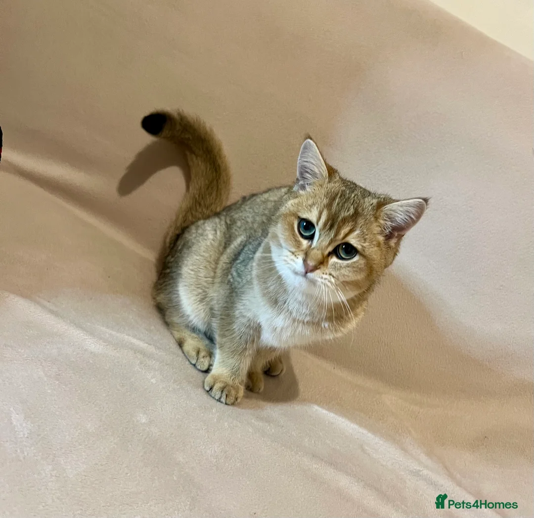 British Shorthair cats for sale: 🐾 Purebred BSH Golden kitten 🐾  - Advert 15