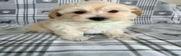 Maltipoo dogs for sale:  BEAUTIFUL LICENSED-BRED MALTIPOOS READY SOON 💖 - Advert 19