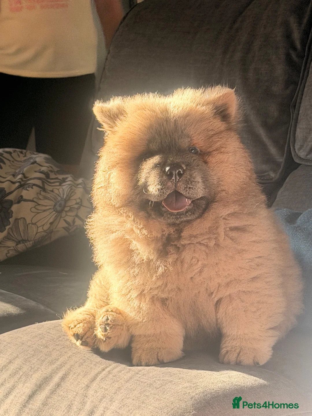 Chow Chow dogs for sale: KC registered female chow chow - Advert 2