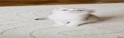 British Shorthair cats for sale: Exceptional GCCF Golden British Shorthair Kittens - Advert 13