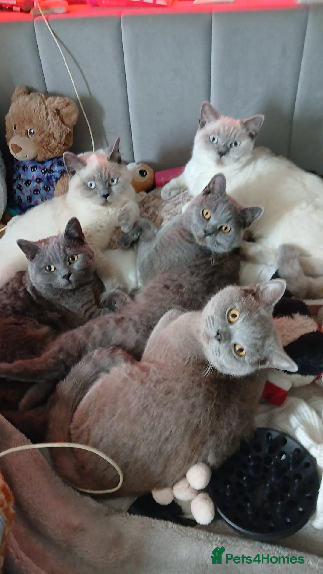 British Shorthair cats for sale: *REDUCED SIX BRITISH SHORTHAIR KITTENS - Advert 2