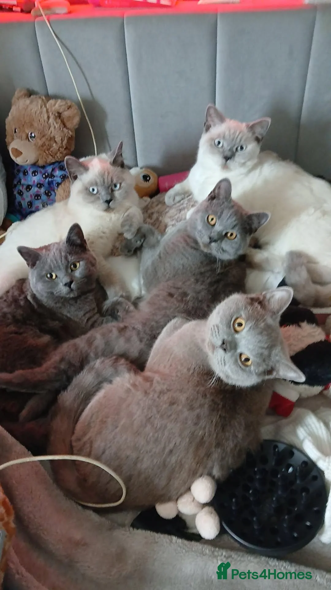 British Shorthair cats for sale: *REDUCED SIX BRITISH SHORTHAIR KITTENS - Advert 2