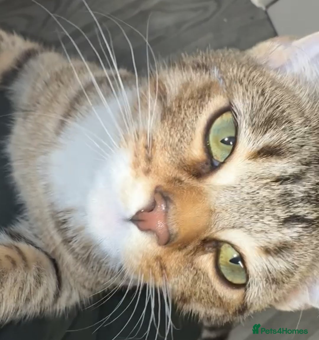 Bengal cats for sale:  **   - Advert 1