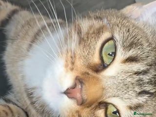 Bengal cats Free kitten - Advert 1