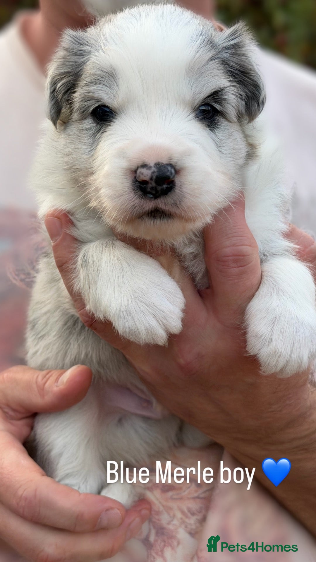 Border Collie dogs Beautiful Champion Line Puppies  - Advert 1