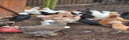 Chickens poultry for sale: Pure breed bantoms - Advert 9