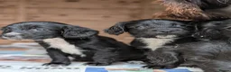 Sprocker dogs for sale: Black Sprocker Pups - Advert 12