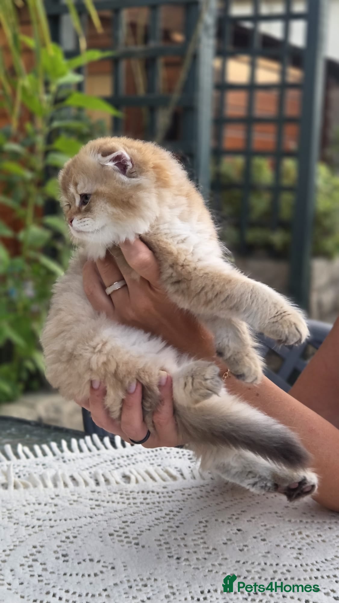 Scottish Fold cats Ready to leave Scottish Fold/Straight kittens ❤️  - Advert 1
