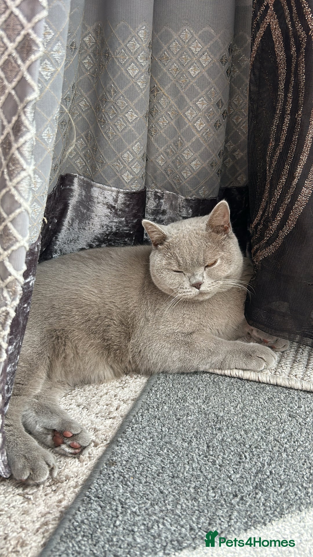 British Shorthair cats for sale: British Shorthair For Sale! - Advert 4