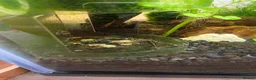 Shrimps fish for sale: 10 x Wild-Type Ornamental Shrimp (Neocaridina) - Advert 5