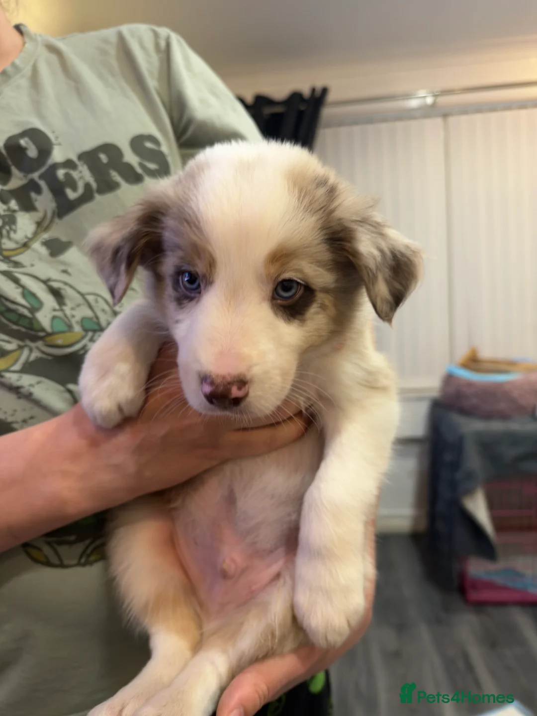 Mixed Breed dogs for sale: Stunning Border Collie Cross Puppies Family Raised - Advert 38
