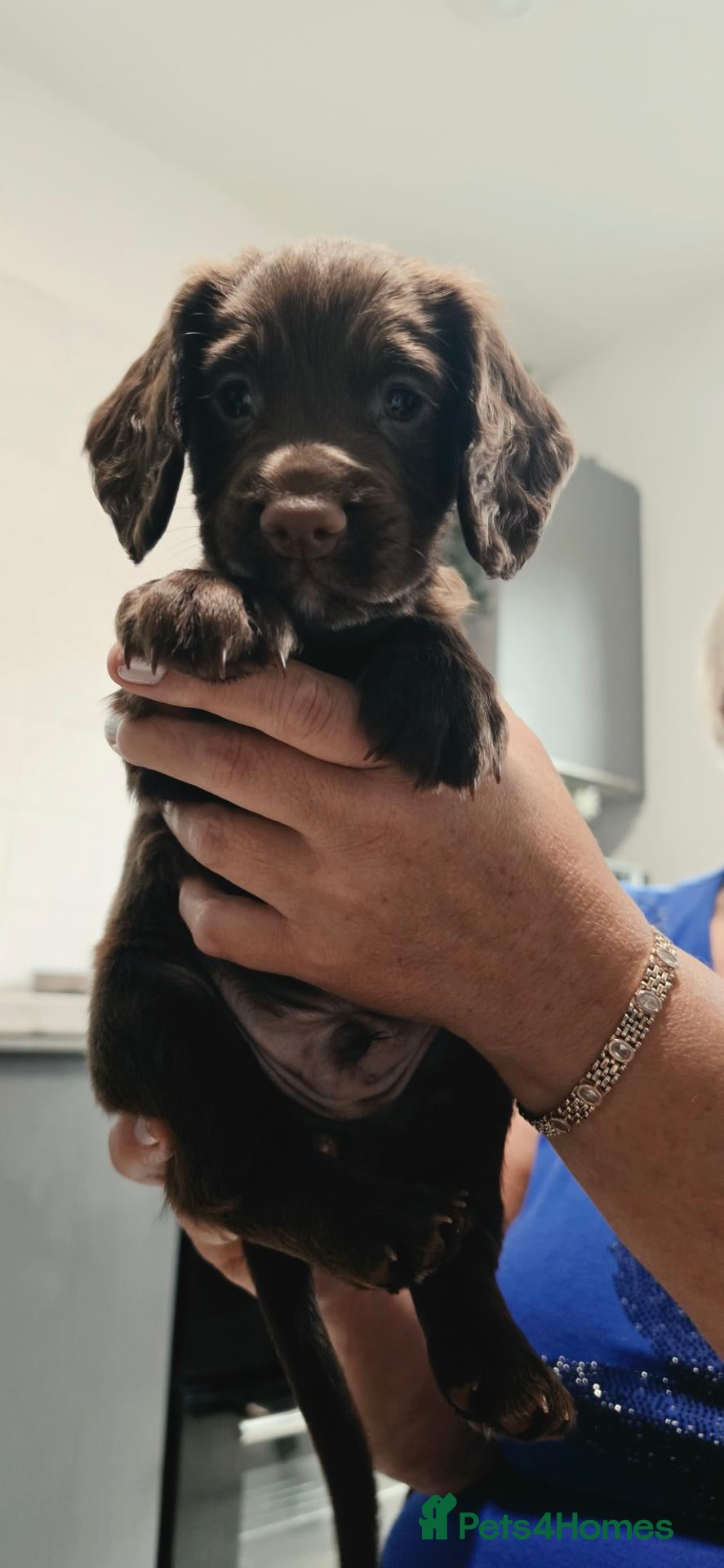 Cocker Spaniel dogs   KC REG 3 Working Chocolate spaniels boys left - Advert 3