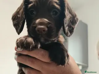 Cocker Spaniel dogs KC REG 3 Working Chocolate spaniels boys left - Advert 3