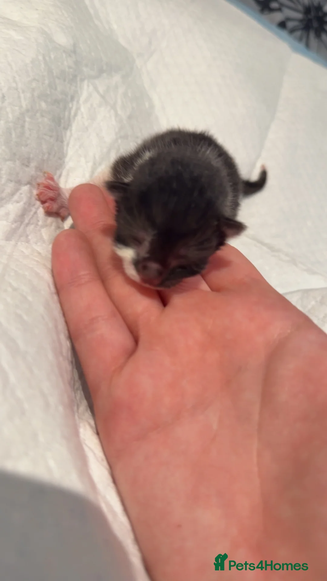 Mixed Breed cats for sale: Kittens  - Advert 2