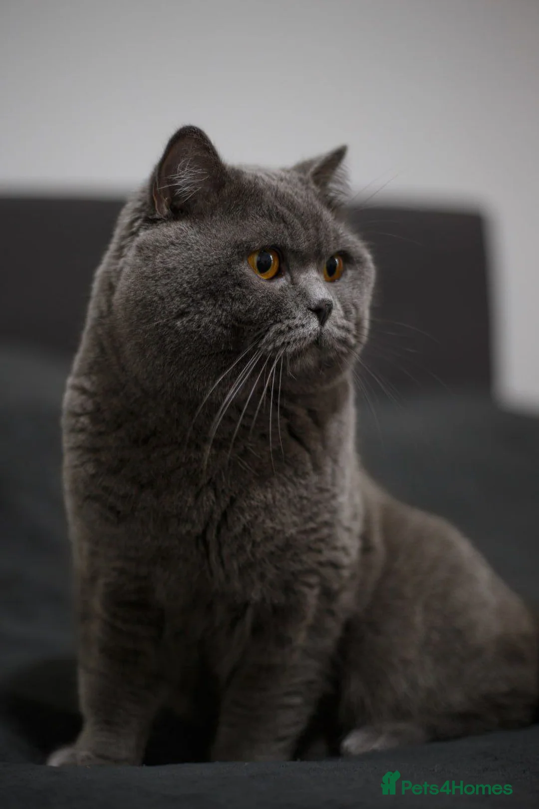 British Shorthair cats for stud: Active Reg.GCCF Quality Boy For STUD ONLY.CCTV24/7 in Manchester - Advert 6