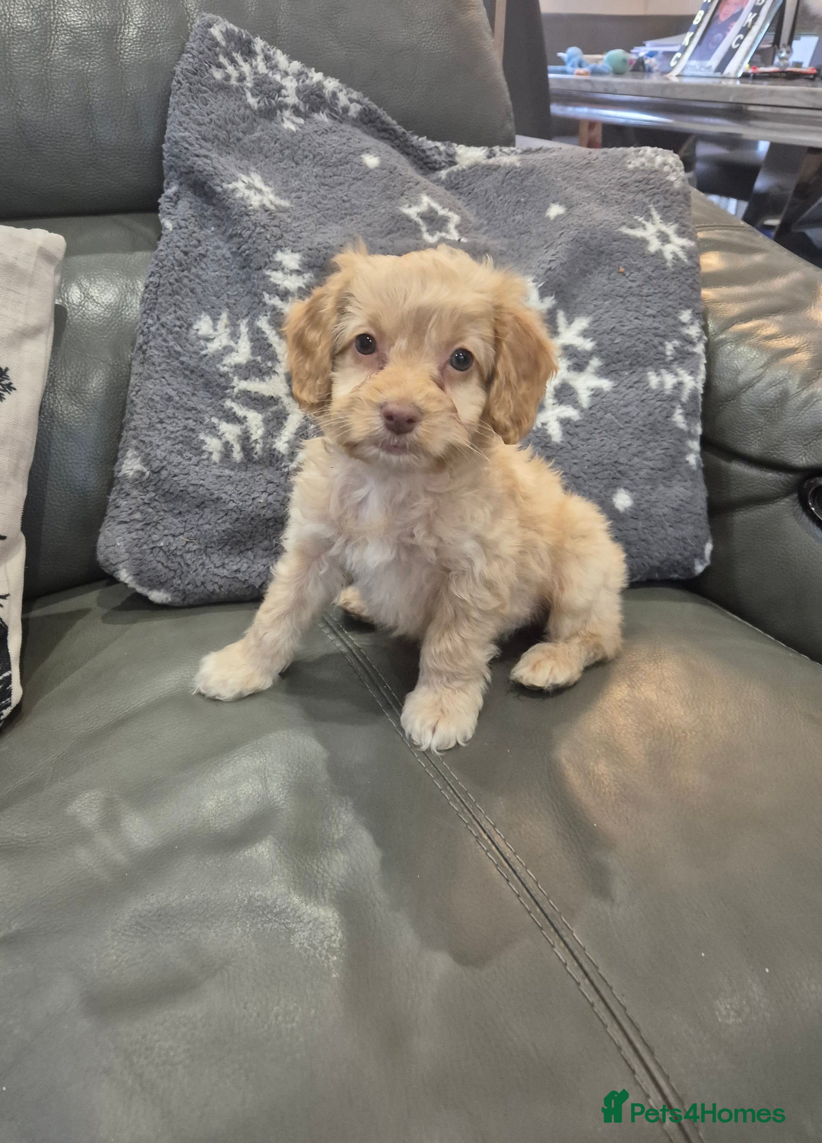 Cockapoo dogs last F1 cockapoo boy - ready now - Advert 5