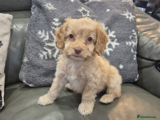 Cockapoo dogs last F1 cockapoo boy - ready now - Advert 13