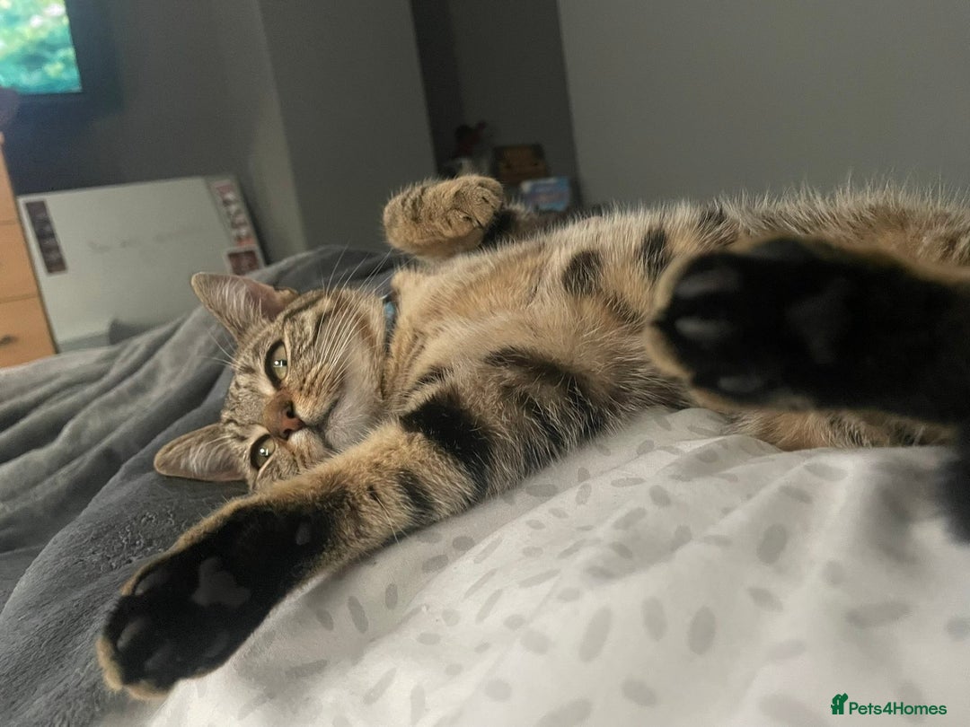 Domestic Shorthair cats for sale: brown tabby domestic shorthair - Advert 6