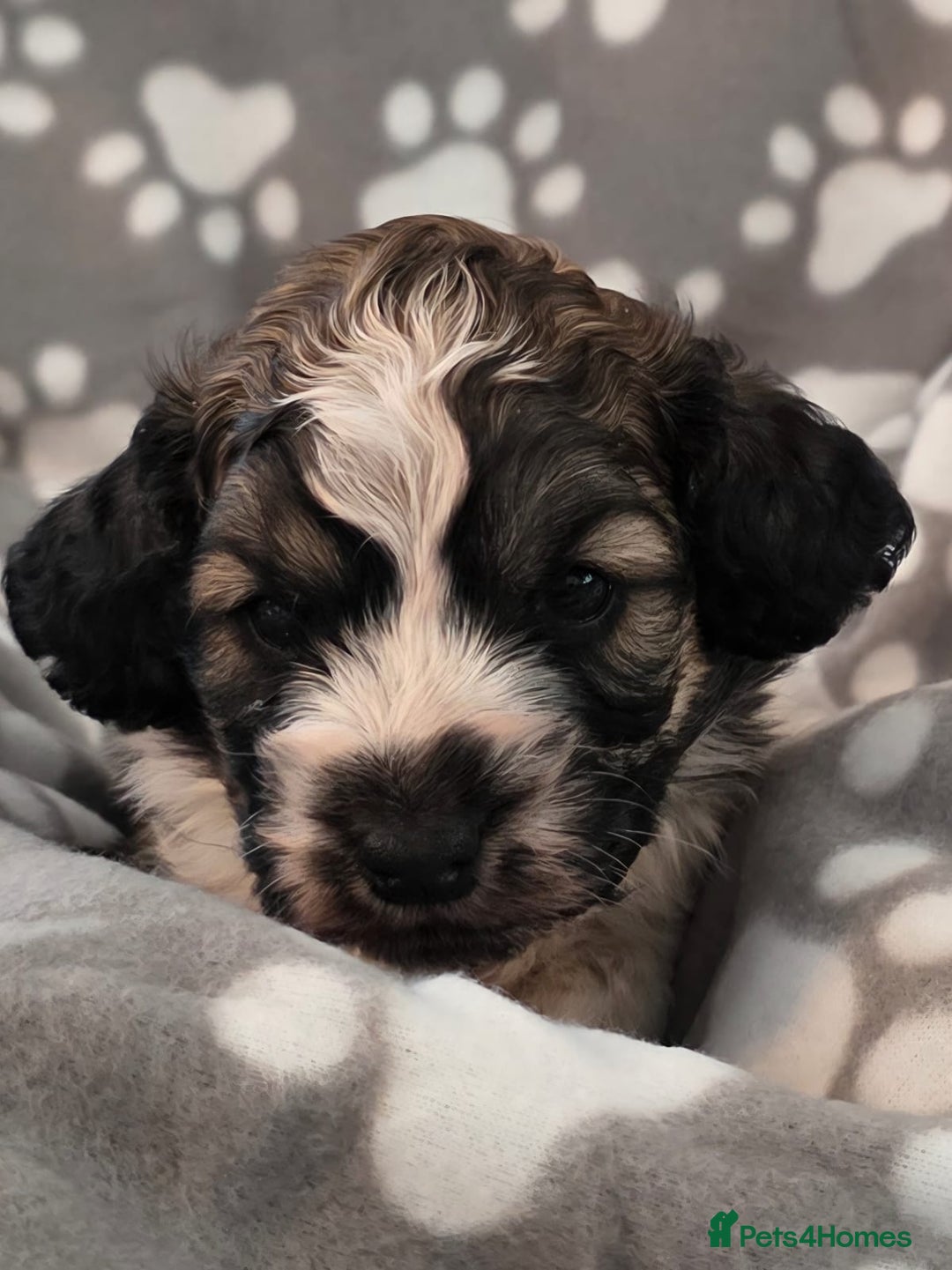 Cockapoo dogs for sale: F1 COCKAPOO BOY - Advert 3