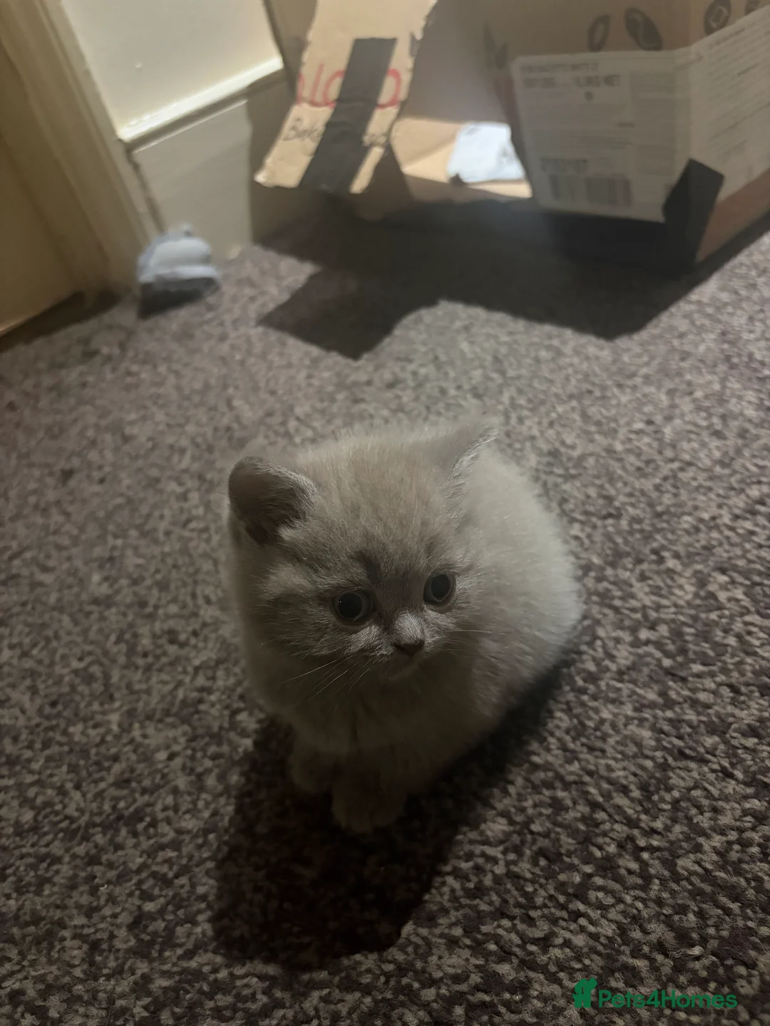 British Shorthair cats for sale: Cute and cuddly British Shorthaired kittens  - Advert 22