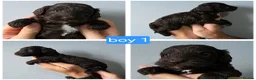 Cockapoo dogs for sale: F1b chocolate & parti roan cockapoos.HEALTH TESTED - Advert 21